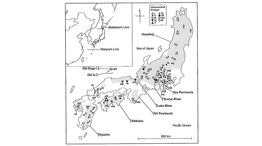 ニホンヤマネは、日本列島で９つの遺伝子の地理的グループをもつ古い哺乳類。